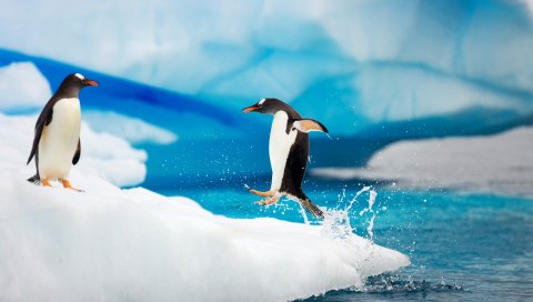 Пингвины, Антарктида, Gentoo