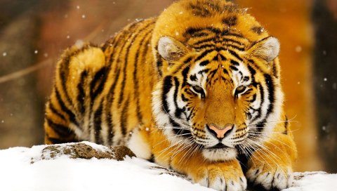 Актриса, канадская, Кристин, Крейк