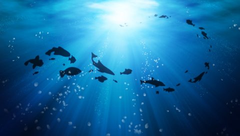 Under, Life, Ocean