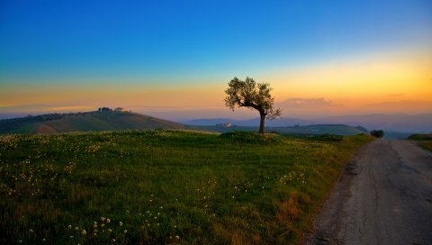 Закат, дерево