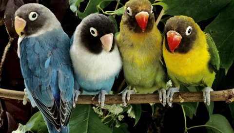 Lovebirds