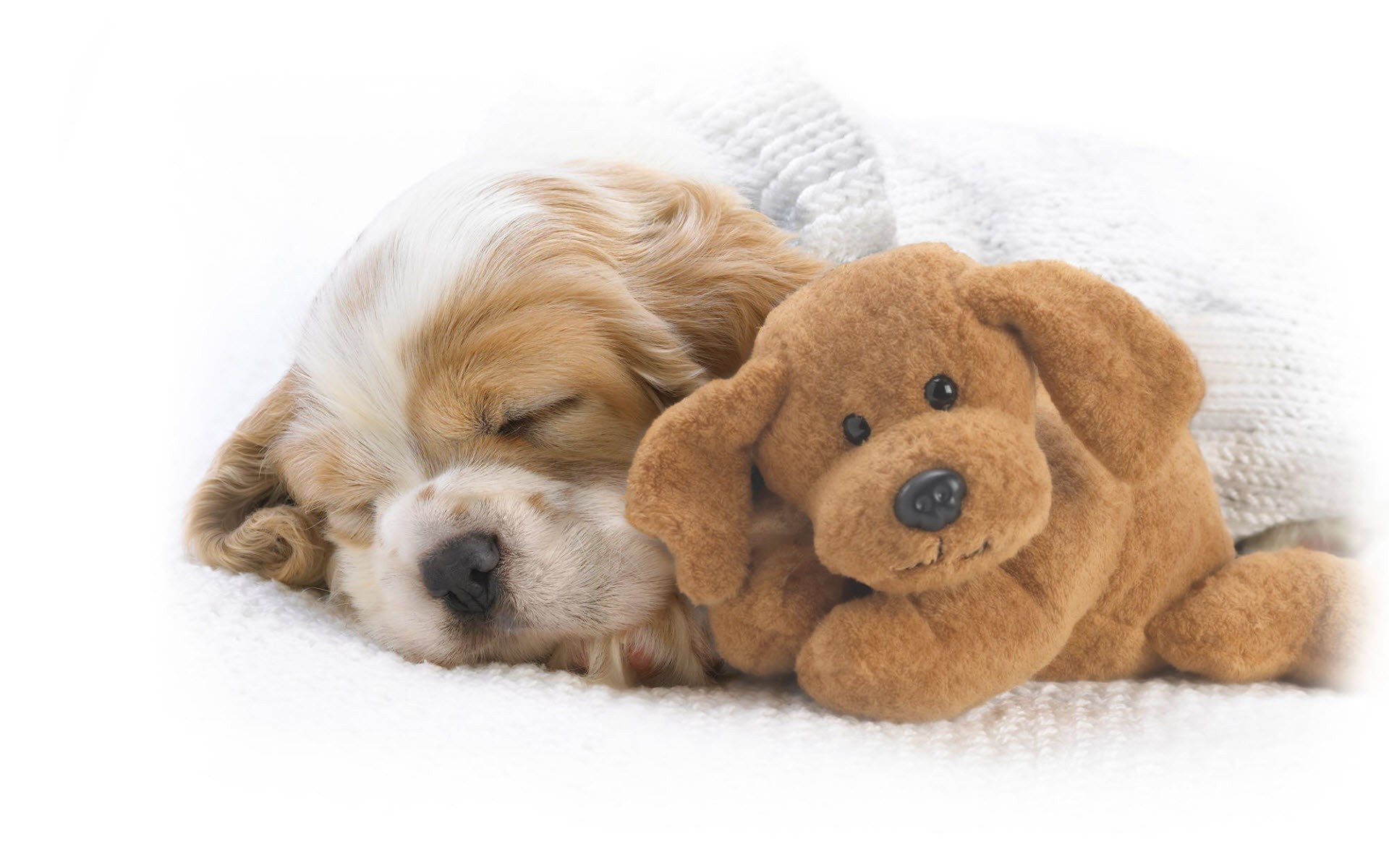 Картинки С, Snoozing, Snuggles фото и обои на рабочий стол