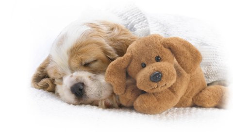 С, Snoozing, Snuggles