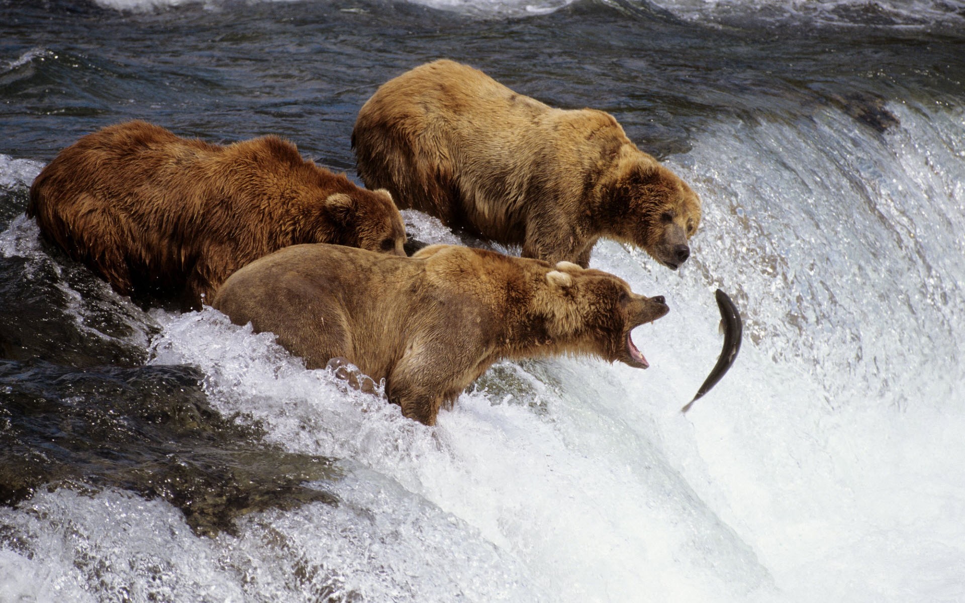 Картинки Аляска, Медведи, Браун фото и обои на рабочий стол