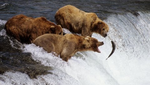 Аляска, Медведи, Браун