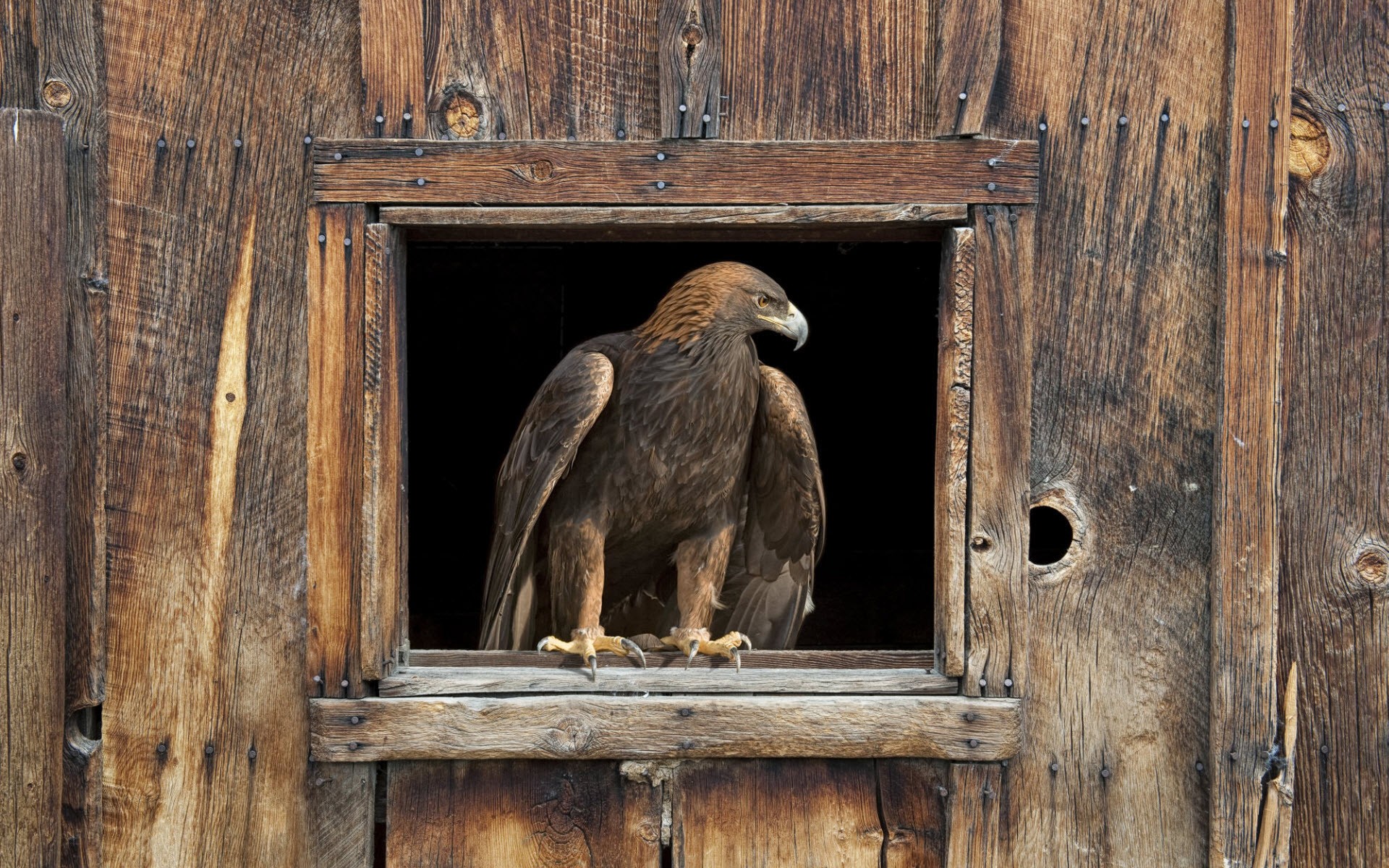 Картинки Eagle, Barn фото и обои на рабочий стол