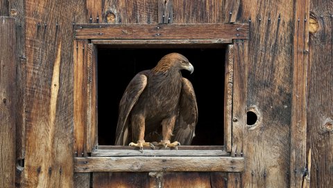 Eagle, Barn