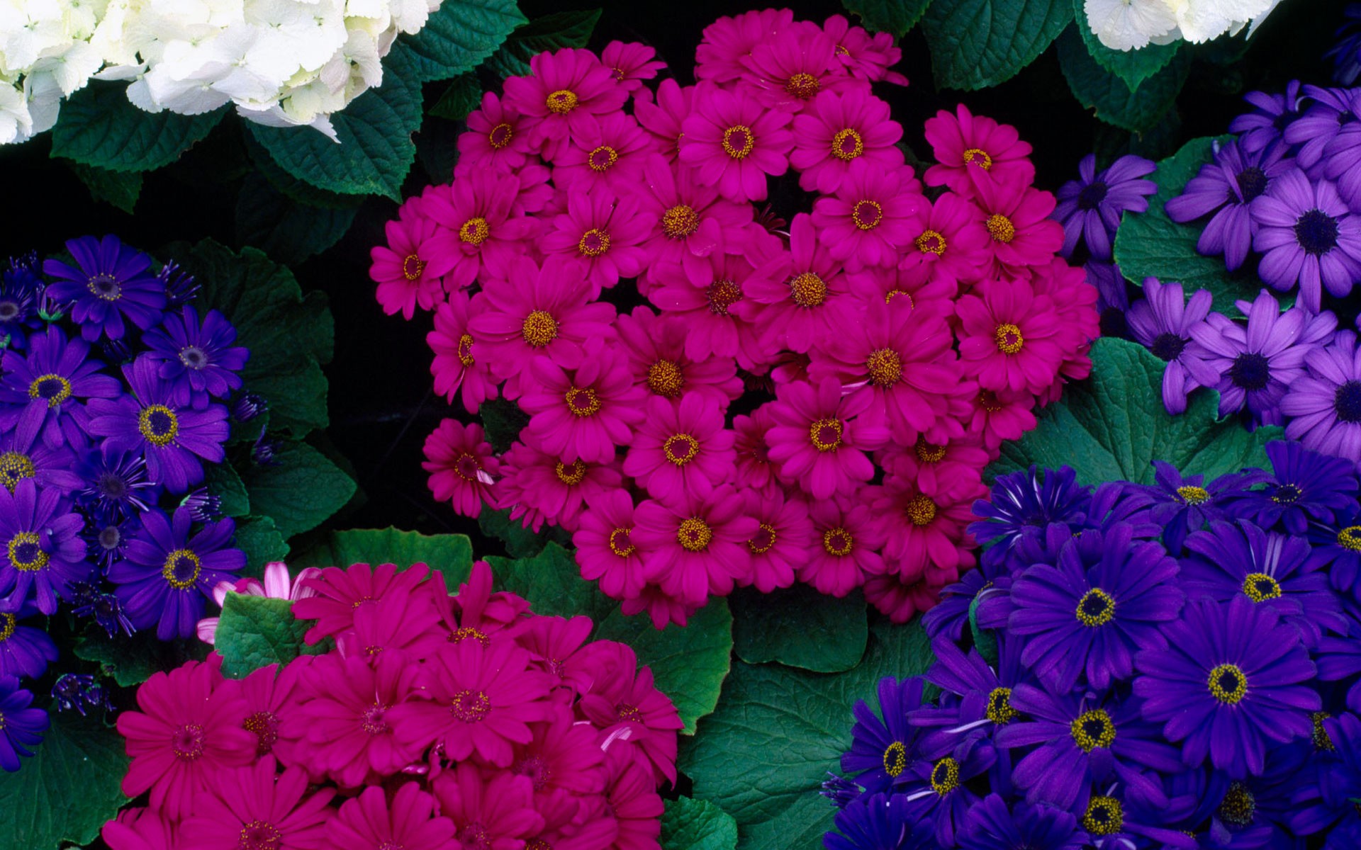 Картинки Cinerarias, Гортензии фото и обои на рабочий стол