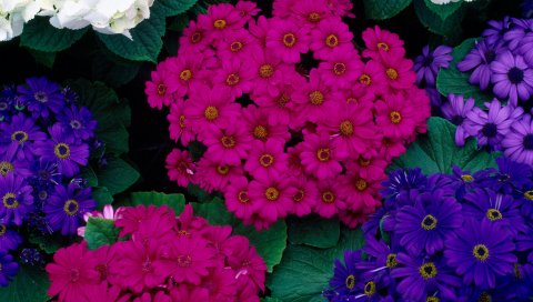 Cinerarias, Гортензии