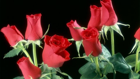 Цветы, розы