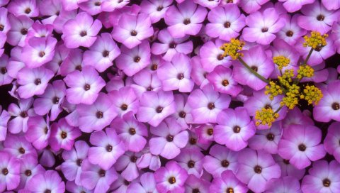 Phlox, Lomatium