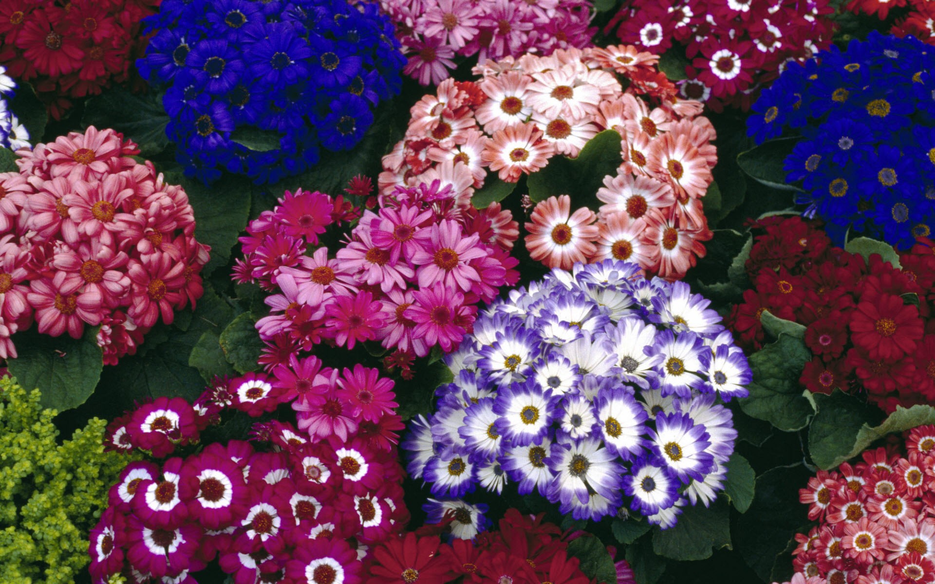 Картинки Красочный, Cinerarias фото и обои на рабочий стол