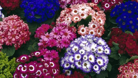 Красочный, Cinerarias