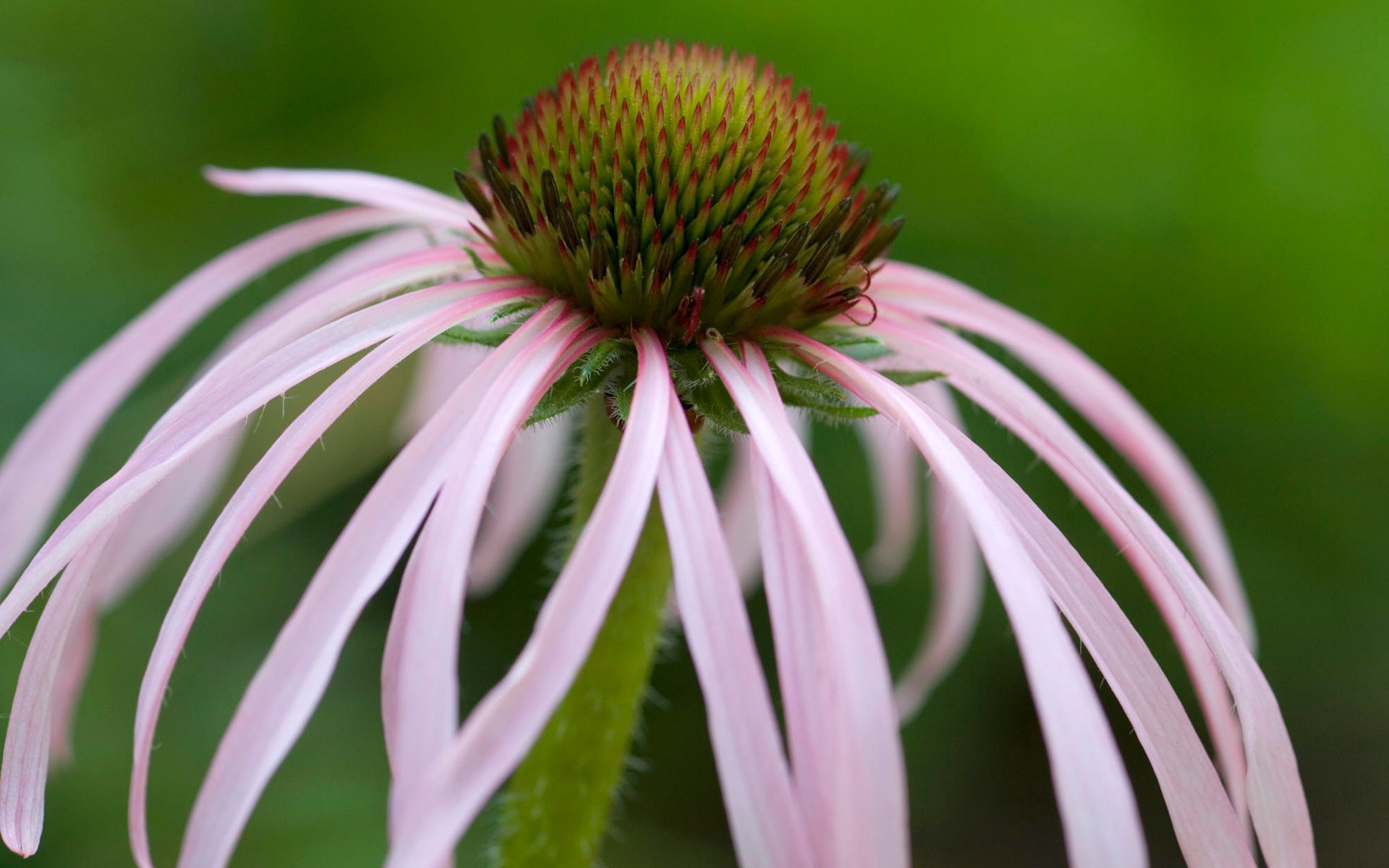 Картинки Coneflower, Теннесси фото и обои на рабочий стол