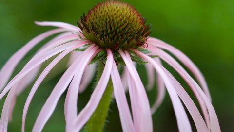 Coneflower, Теннесси