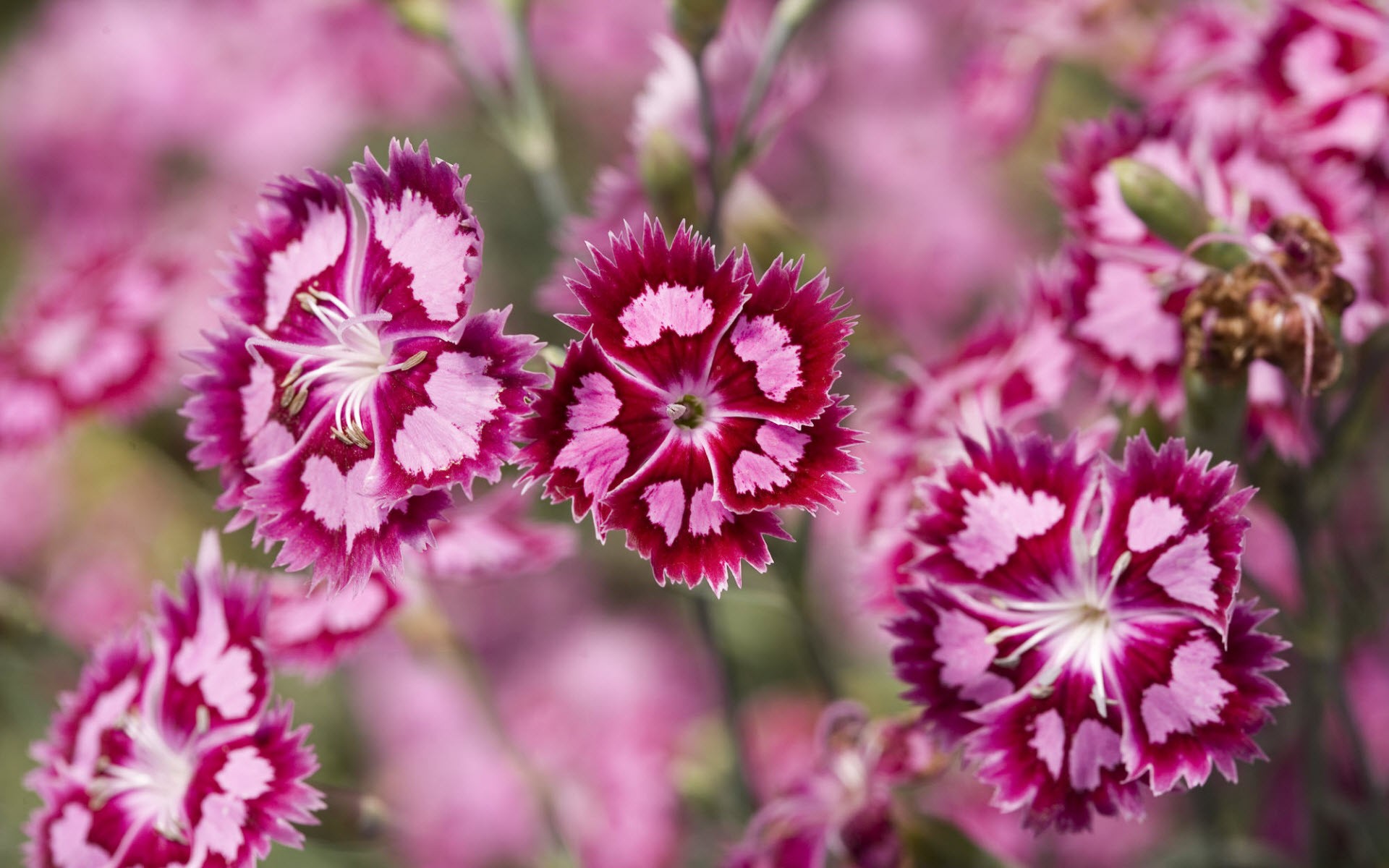 Картинки Клюква, Dianthus фото и обои на рабочий стол