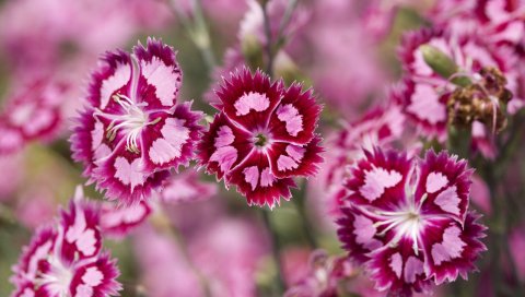 Клюква, Dianthus
