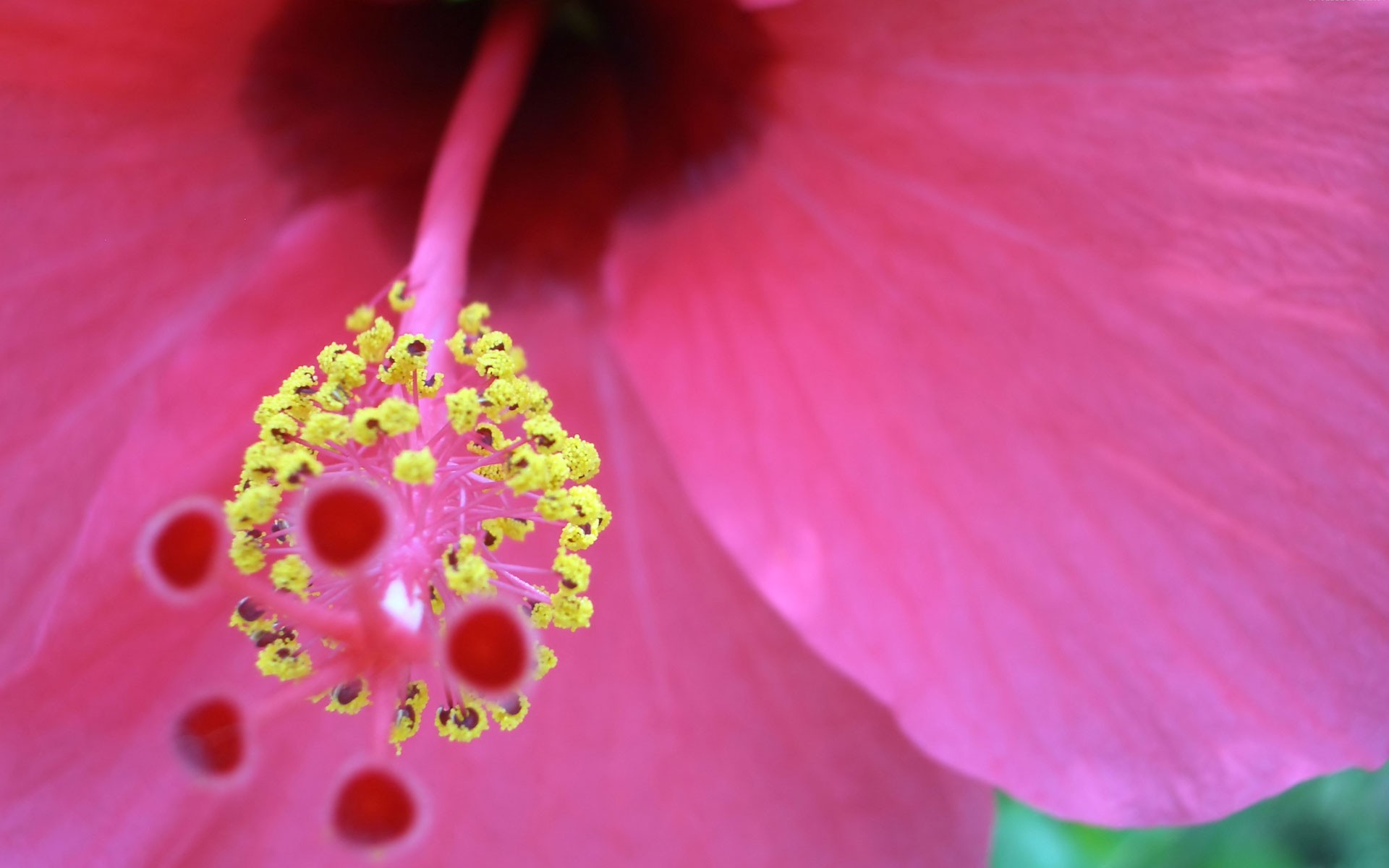 Картинки Ницца, цветок фото и обои на рабочий стол