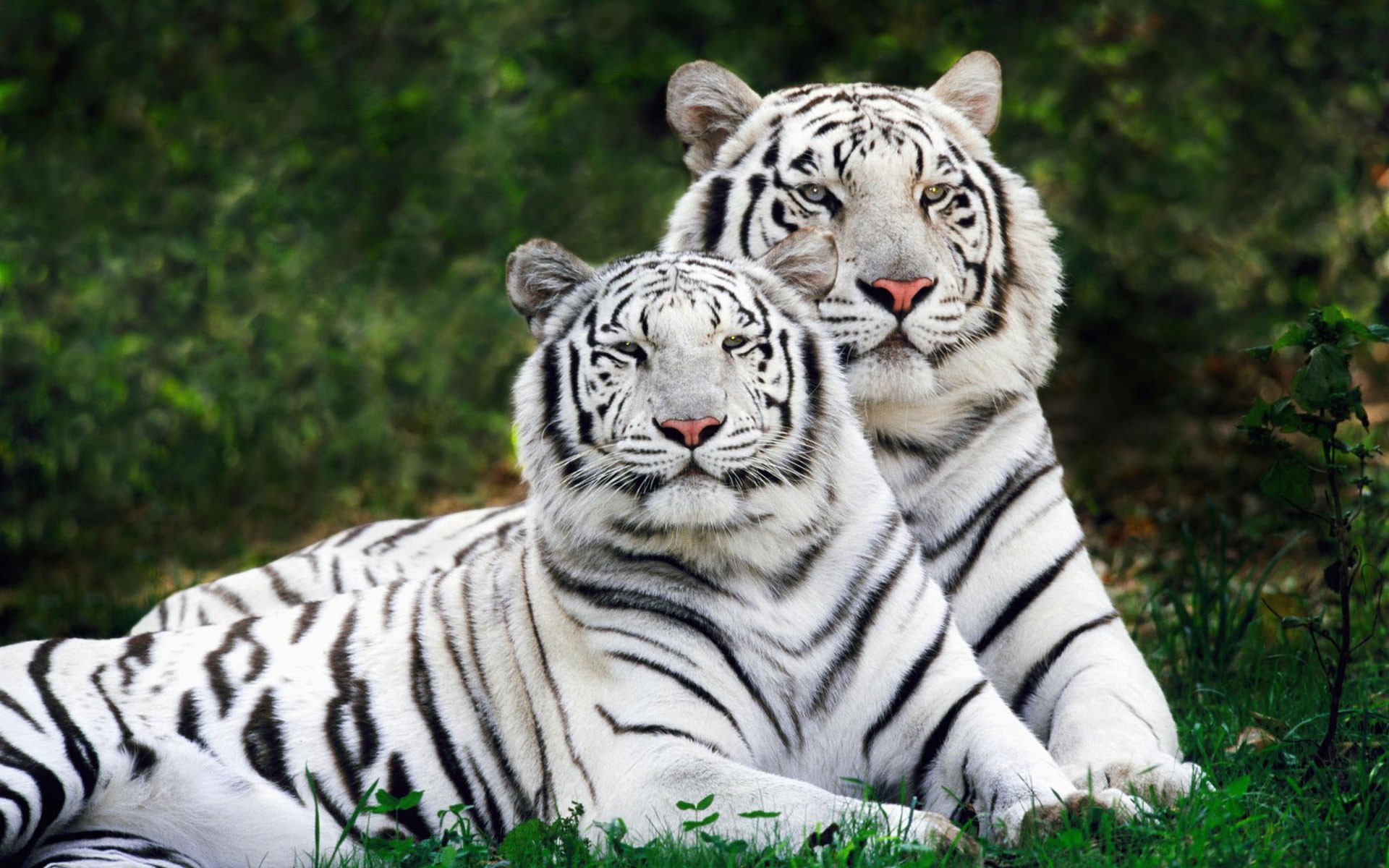 Картинки Тигры, белый, широкоэкранный, Бенгальский фото и обои на рабочий стол