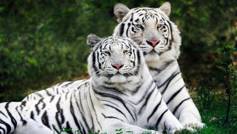 Тигры, белый, широкоэкранный, Бенгальский