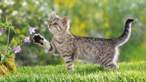 Британский, котенок, короткошерстная