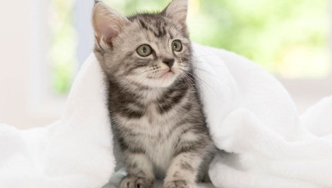 Американский, котенок, короткошерстная