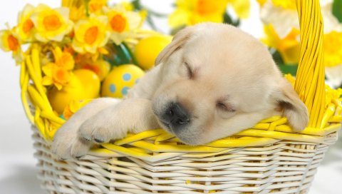 Весна, Snooze