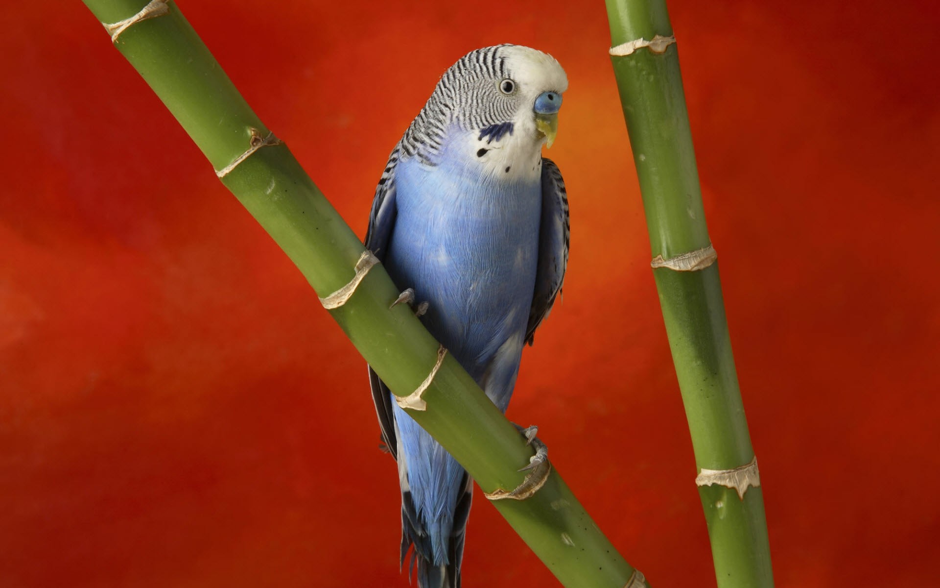 Картинки Красочный, Budgerigar фото и обои на рабочий стол