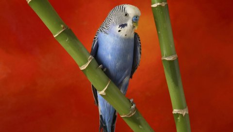 Красочный, Budgerigar