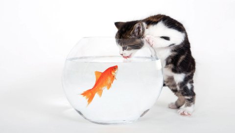 Вкусы, Fishy