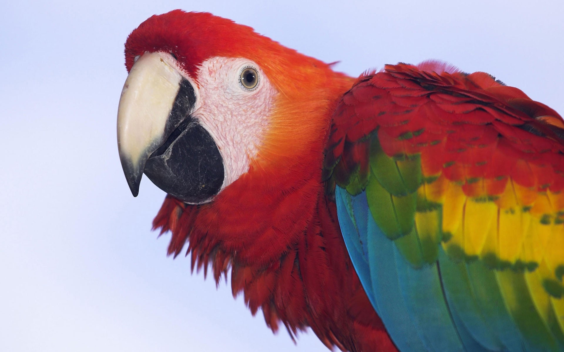 Картинки Macaw, Scarlet, Профиль фото и обои на рабочий стол
