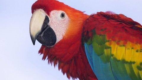 Macaw, Scarlet, Профиль