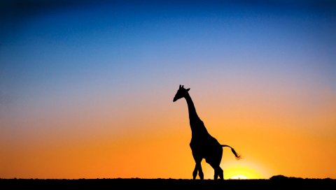 Закат, Жираф, Ботсвана