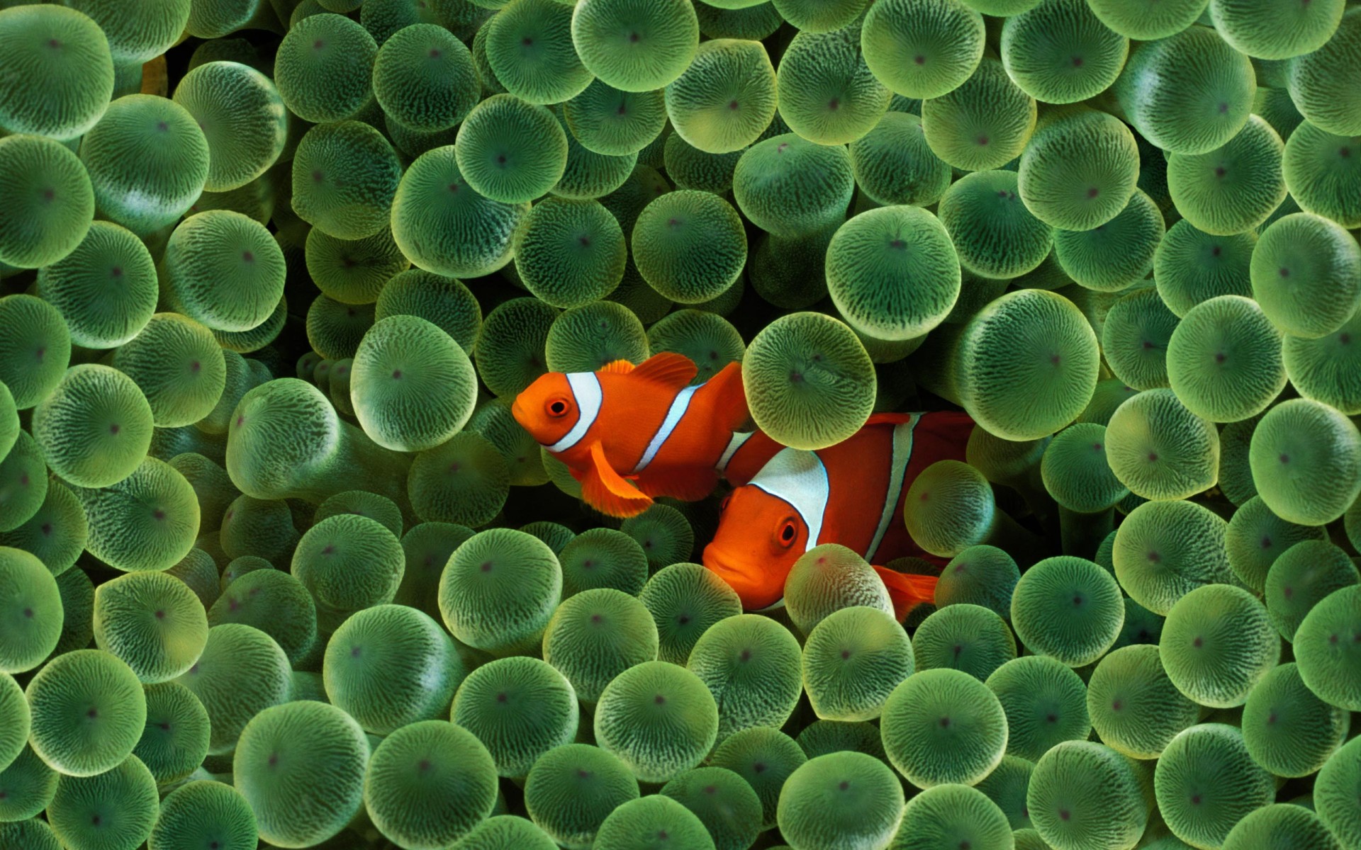 Картинки Широкоэкранный, Fish, Apple фото и обои на рабочий стол