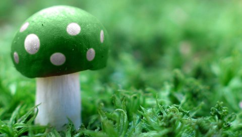 Зеленый, широкий, гриб